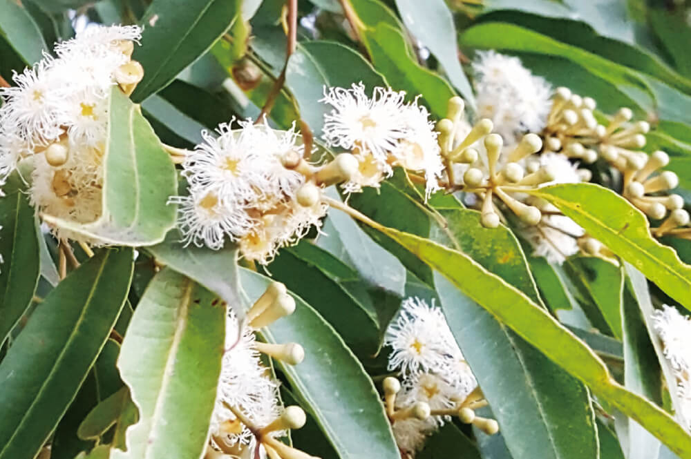 オーストラリア・ユーカリ