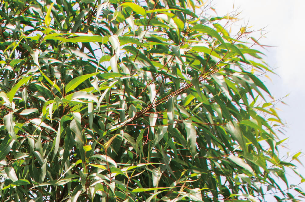 レモンユーカリ