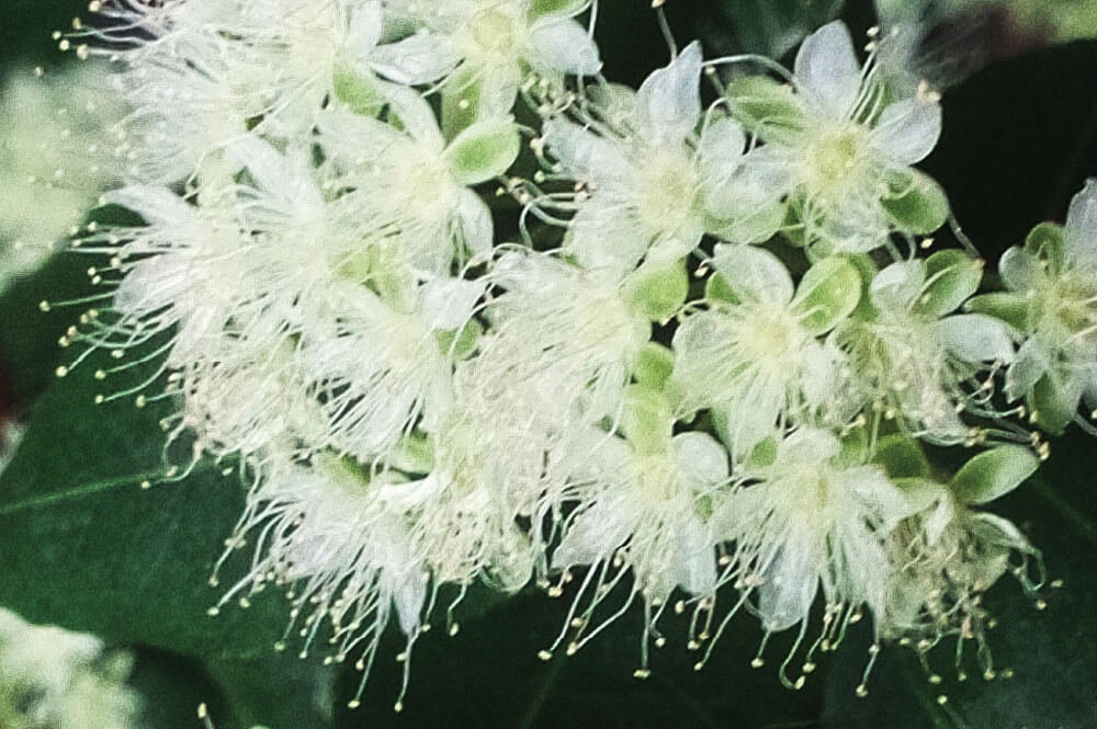 レモンマートル